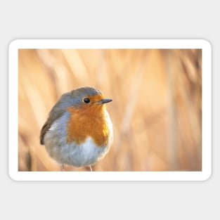 Robin redbreast in gold Sticker